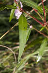 Pennsylvania smartweed